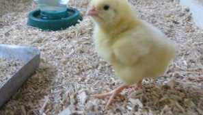 Ako kŕmenie denných kurčiat doma